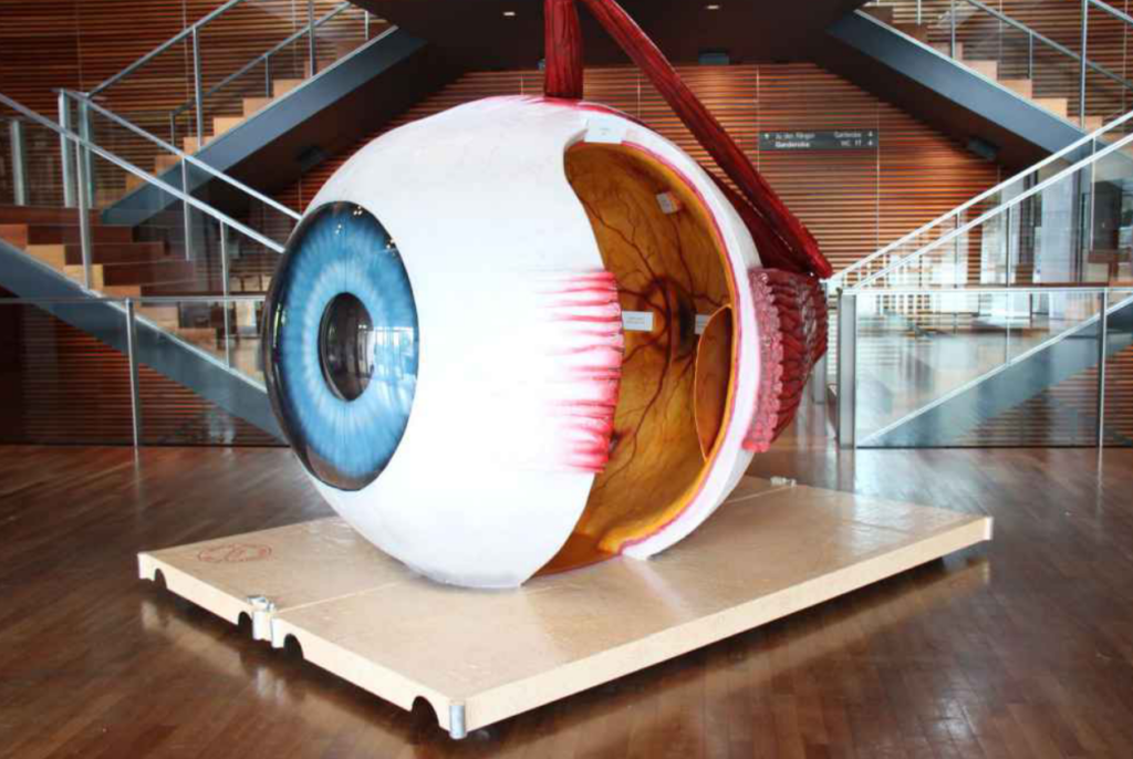 Modell begehbares Auge